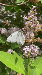 Morning scenes with butterflies, sleeping Shiba Inu, and park walk