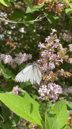 Morning scenes with butterflies, sleeping Shiba Inu, and park walk