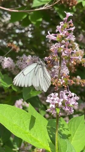 Morning scenes with butterflies, sleeping Shiba Inu, and park walk