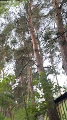 The video shows a view looking up through a forest of tall pine trees with green leaves in the foreground. The tree trunks are straight and textured with bark. The sky is visible through the canopy, appearing bright and overcast. There is a slight breeze causing the leaves to move gently.
