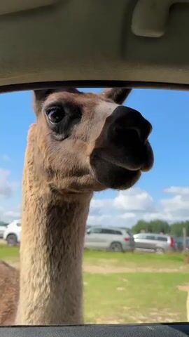 A close-up, over-the-shoulder shot shows a llama's head poking into a vehicle through an open window. The llama has brown fur and large dark eyes. Its neck is long and fluffy. In the background, several cars are parked in a grassy field under a bright blue sky with scattered clouds. A hand enters the frame from the bottom left, reaching towards the llama. The llama moves its head closer to the hand. The person holding the camera speaks, instructing someone named Roma not to give the llama the whole bucket, but to give it one piece at a time.