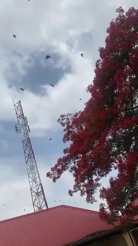 The video shows a tall tree with red flowers, a cell phone tower, a red roof, and a cloudy sky. There are several bats flying in the sky. The camera pans up and around the tree and tower. People are heard talking in the background.