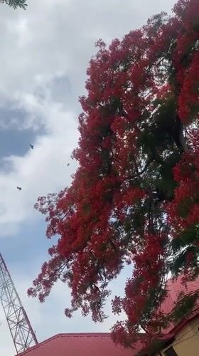 Bats filmed flying near flowering tree, cell tower in Bwari