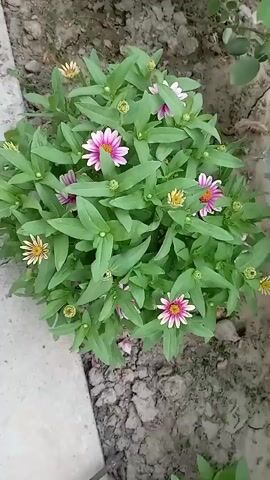 The video shows a top-down view of a blooming zinnia plant with green foliage and several flowers. Some flowers are pink with white tips, and others are yellow. The plant is growing in what appears to be loose soil, with a grey concrete object visible on the left side of the frame. The lighting suggests it is daytime, and the plant appears to be outdoors.