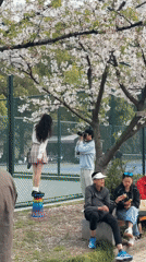 Cherry blossom crowds draw photographers to Shanghai streets