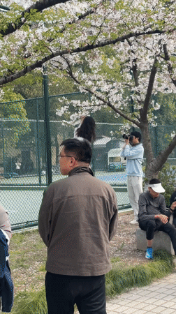 Cherry blossom crowds draw photographers to Shanghai streets