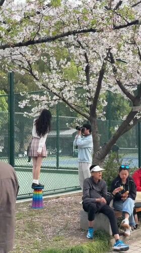 Cherry blossom crowds draw photographers to Shanghai streets