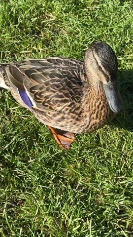 A duck with brown, tan, and black feathers stands in a patch of green grass on a sunny day. The duck looks directly at the camera with its brown eyes. The duck’s beak is black, and its feet are orange. Someone begins imitating the sound of a duck quacking, and the duck looks towards the sound. The duck does not seem to move much. Another duck with similar coloring appears in the background.