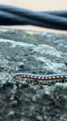 Millipede crawling across concrete in Igboefon, Nigeria