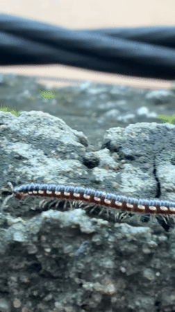 Millipede crawling across concrete in Igboefon, Nigeria
