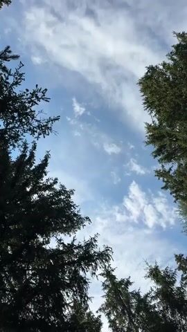 This is a short, vertical video taken from a low-angle perspective looking up through the branches of coniferous trees towards a bright blue sky with scattered white clouds. The trees are dark green and dense, with some sunlight filtering through the needles. The camera appears to be moving slightly, causing a subtle shift in the framing of the trees against the sky. There are no people or visible animals in the video. The overall impression is of looking up at the canopy of a forest on a clear, possibly breezy day.