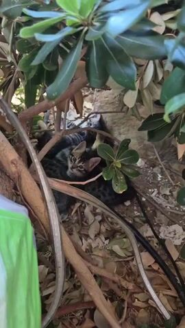 A close-up, eye-level shot shows a litter of kittens nestled together under leafy green branches and exposed roots. The kittens, mostly gray with dark tabby markings, are clustered around a single kitten in the foreground that is looking directly at the camera. The background consists of a rough stone wall and dry leaves. The overall impression is one of a hidden, natural environment.