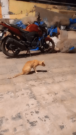 Mumbai witness documents street cats and tiger toy