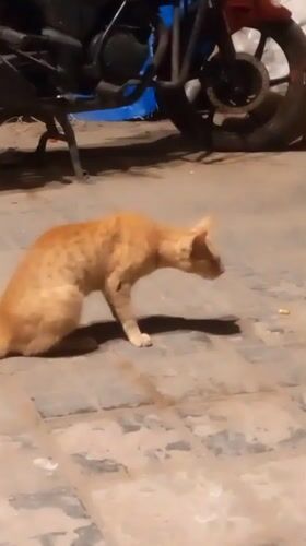 Mumbai witness documents street cats and tiger toy
