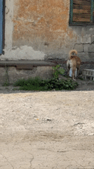 Quiet moments captured in Makiivka: man, dog, weathered buildings