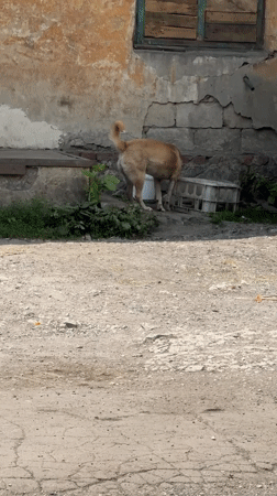 Quiet moments captured in Makiivka: man, dog, weathered buildings