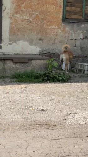 Quiet moments captured in Makiivka: man, dog, weathered buildings