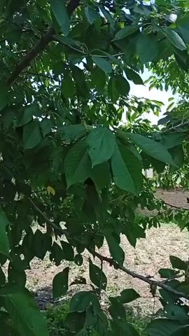 A video shows a tree with green leaves and some dark fruits. The camera pans up to the sky, then moves to show a wider view of a garden with several trees. The sky is blue with white clouds.
