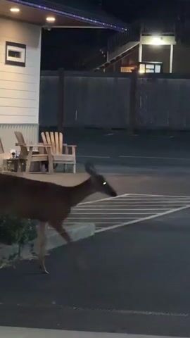 A young deer walks across a dark, paved surface. The deer is facing to the right, its head tilted slightly down. Its fur is a light brown, and it has large ears. The deer is in motion, with its legs blurred by the movement. In the background, there is a fence, some buildings, and trees. The scene is lit by artificial lights, suggesting it is nighttime. The deer appears to be alone.