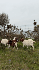 Four goats spotted in fenced field near Bournemouth waterfront