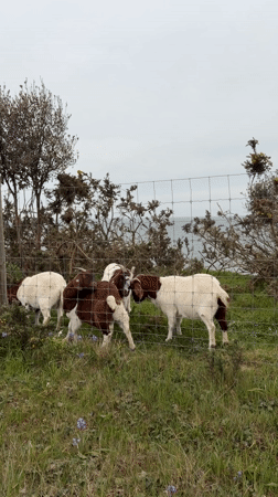 Four goats spotted in fenced field near Bournemouth waterfront