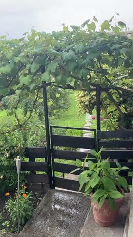 This media file captures a view of a backyard garden, likely in Târgu Neamț, Romania, on a cloudy, possibly rainy day. The foreground features a wet concrete pathway leading towards a wooden fence that encloses the garden. A large potted plant with green leaves sits on the right side of the path.

The garden itself is lush and green, dominated by a sprawling grapevine that forms an overhead canopy. The grapevine's leaves are abundant and appear wet, suggesting recent rain or dew. Below the grapevine, a dark wooden fence with horizontal planks separates the immediate foreground from the deeper garden.

Within the garden, various plants are visible, including small orange flowers and taller green foliage. A silver torch-like garden light stands near the fence. Through a gap in the fence and under the grapevine, a glimpse of a path made of flagstones can be seen leading further into the garden, which appears to be on a slight incline. In the background, more greenery and trees are visible, with a cloudy sky overhead. The overall mood is tranquil and natural, with the rain-kissed foliage contributing to a sense of freshness. There is no visible text in the media.