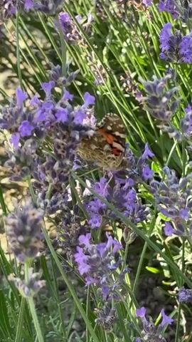 A close-up shot shows a butterfly resting on a stalk of lavender. The butterfly has brown wings with orange and white markings. The lavender is in full bloom, with many purple flowers. The background is blurred green foliage.