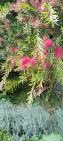 The video begins with a close-up of vibrant pink bottlebrush flowers and green foliage, followed by a shot of a stone wall and pathway. The camera then pans to reveal a scenic view of a building with a domed roof by a body of water, surrounded by lush green mountains. A person in a pink dress and a dog are walking on the stone pathway away from the camera, heading towards the building. The overall scene is one of natural beauty and a peaceful setting, possibly a park or a tourist attraction.