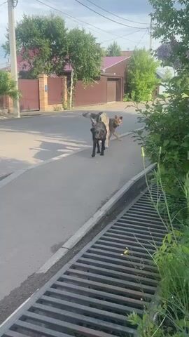 A group of three dogs, two large and one medium-sized, walk on a paved sidewalk next to a street. The dog in front is black, followed by a larger dog with grey and brown fur, and a third dog with brown fur. The dogs appear to be interacting with each other, with the black dog looking back at the others. The environment is a suburban street with houses and trees visible in the background. The lighting suggests it is daytime, possibly late afternoon due to the shadows. There are no people visible in the video.