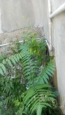 The video shows a close-up view of green ferns and other plants growing near a wall. A pipe runs vertically along the wall. Water is being sprayed from a pipe, creating a fine mist that obscures the view of the plants and wall. The water spray is directed downwards and slightly to the left.
