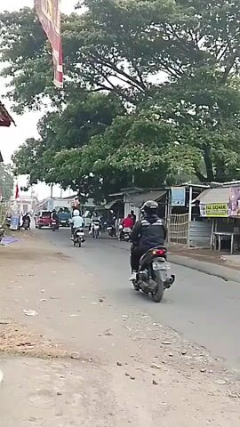 A street scene shows several motorcycles driving in both directions on a paved road. There are buildings and trees along the side of the road. A large tree with dense foliage dominates the background. The road appears to be in a rural or semi-rural area, with some shops or stalls lining one side. The lighting suggests it is daytime, possibly late afternoon due to the soft light. Some people are visible on the motorcycles, wearing helmets and typical casual clothing. The overall atmosphere is that of everyday traffic and commerce.