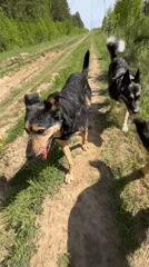 Dogs walk dirt path in wooded Nizhny Tagil area