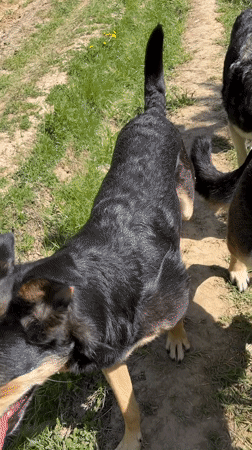 Dogs walk dirt path in wooded Nizhny Tagil area
