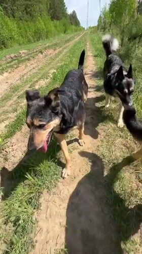 Dogs walk dirt path in wooded Nizhny Tagil area