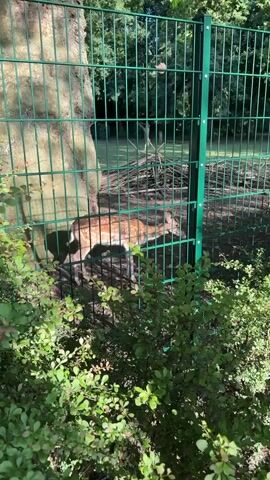 The video shows a young deer with white spots on its brown fur walking behind a green metal fence. The deer is facing to the right and appears to be grazing or sniffing the ground. In the background, there are trees and a pile of branches. The fence is made of vertical metal bars. In the foreground, there are green leafy bushes. Sunlight is casting shadows on the ground.