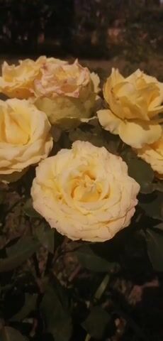 A close-up shot captures a cluster of five yellow roses in full bloom. The roses are positioned against a backdrop of green foliage and grass. The lighting suggests an outdoor setting, likely during the daytime. The video appears to be a still image or a very slow pan.