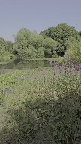 The video displays a natural landscape with a body of water. Lush green trees and vegetation surround the water, which appears to be a pond or lake. Lily pads are visible on the surface of the water, and some purple flowers are growing in the foreground amongst the green foliage. The sky is a pale blue, suggesting a daytime scene. The camera is positioned low to the ground, looking up towards the water and the trees. The movement of the camera is slow and panning, suggesting a gentle exploration of the environment. No people or animals are clearly visible in the frame.