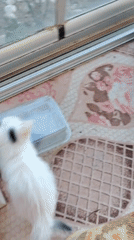 Kittens at play in a Konyaaltı home, indoors and out