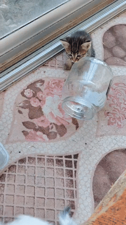 Kittens at play in a Konyaaltı home, indoors and out