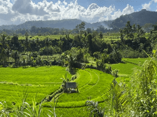 Sidemen rice terraces, ground to drone, on a Bali morning