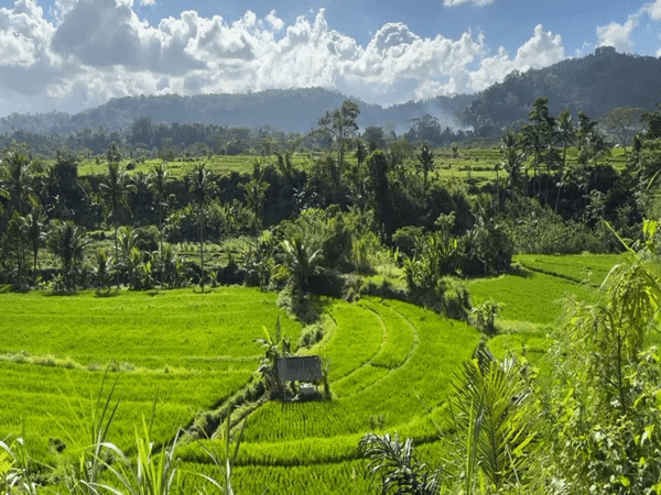 Sidemen rice terraces, ground to drone, on a Bali morning