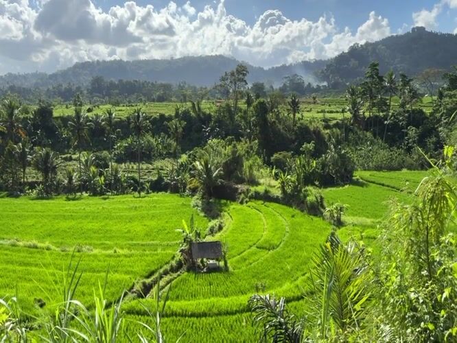 Sidemen rice terraces, ground to drone, on a Bali morning