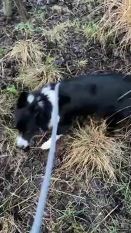 The video shows a black and white dog on a leash in a grassy, muddy area. The dog appears playful and jumps around, sometimes getting close to the camera. A person's legs and feet are visible, indicating they are holding the leash. The ground is covered in patches of grass, dead leaves, and mud.