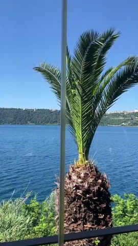 The video shows a scenic view of a blue lake under a clear blue sky, partially obscured by a palm tree in the foreground. Green vegetation is visible along the edge of what appears to be a balcony or terrace. In the distance, across the lake, a green forested hillside can be seen.