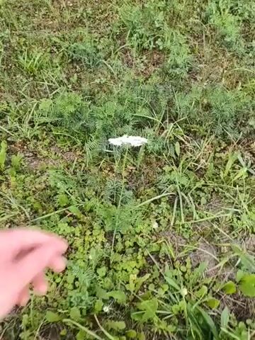 A hand wearing a red sleeve and a pink and black watch reaches out to touch a white flower with a green stem in a grassy area. The hand then plucks the flower and holds it up to the camera. The flower is a cluster of small white blossoms. A small dark insect is visible on the flower. The background is blurred green grass and a sidewalk.