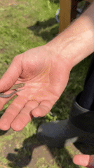Person handles small lizard during outdoor work in Elovo