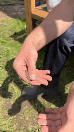 Person handles small lizard during outdoor work in Elovo