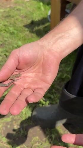 Person handles small lizard during outdoor work in Elovo