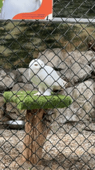 Zoo visitor documents diverse animals during Sofia Zoo walkthrough