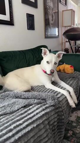A white dog with heterochromia is lying on a couch covered with a grey blanket. The dog is looking at the camera. A stuffed animal is visible behind the dog. The background shows a wall with pictures and a lamp. The video is brief.